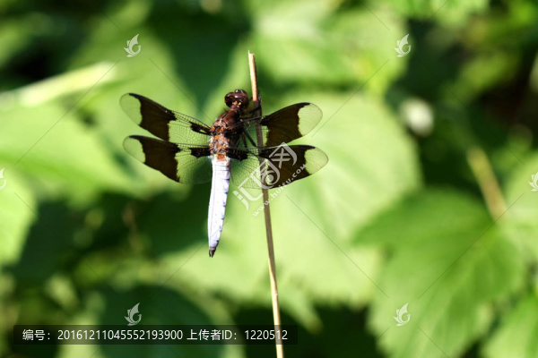 常見的Whitetail,Dragonfly
