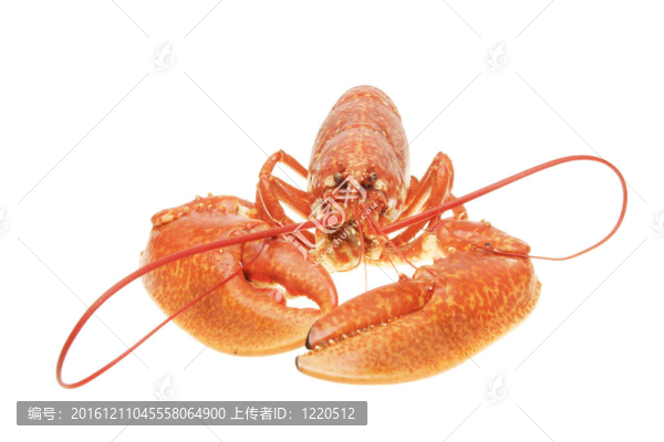 在龍蝦爪子特寫