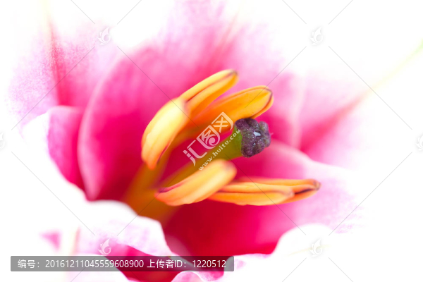 百合花的特寫