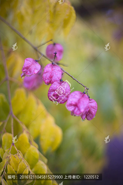 雨中花朵