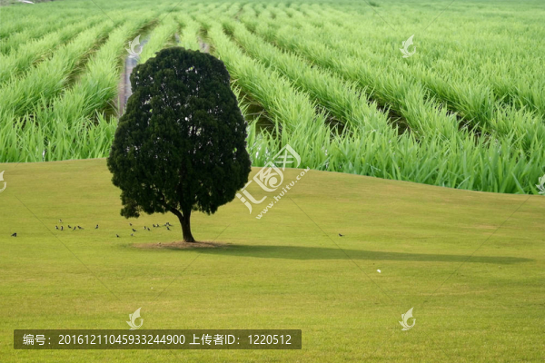 春景與稻田