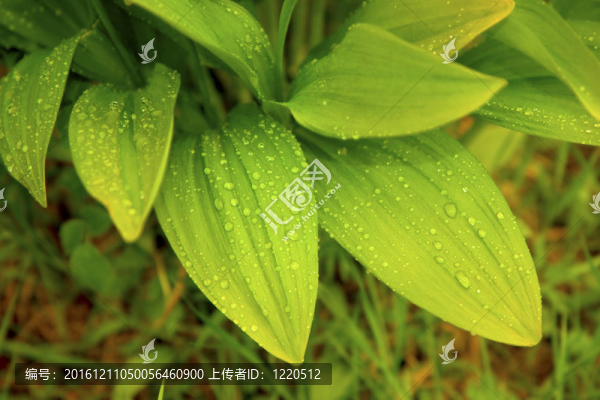 雨后蒜葉