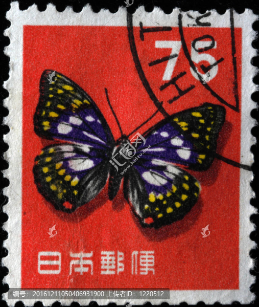 大紫蛺蝶