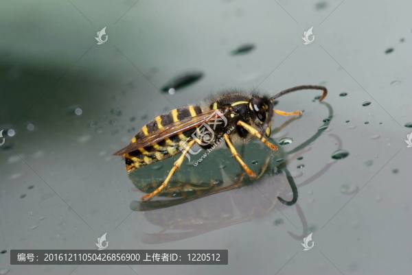 蜂；Dolichovespula,saxonica；撒克遜黃蜂對水滴的玻璃