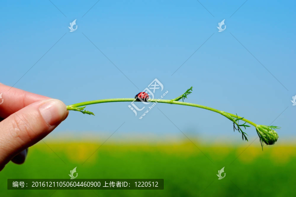 瓢蟲
