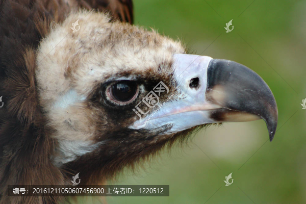 兀鷲特寫(xiě)