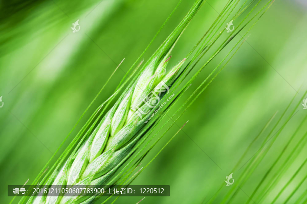 谷物
