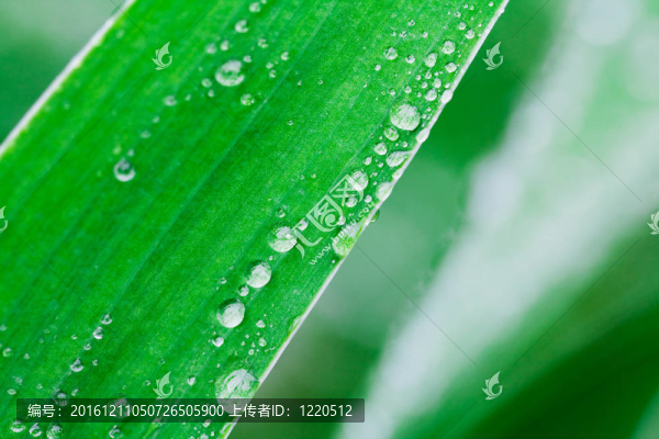 植物