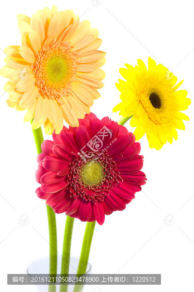 在白色背景的雛菊