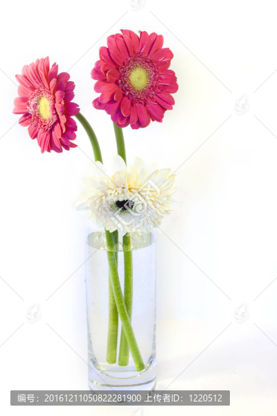 花瓶里的Gerbers