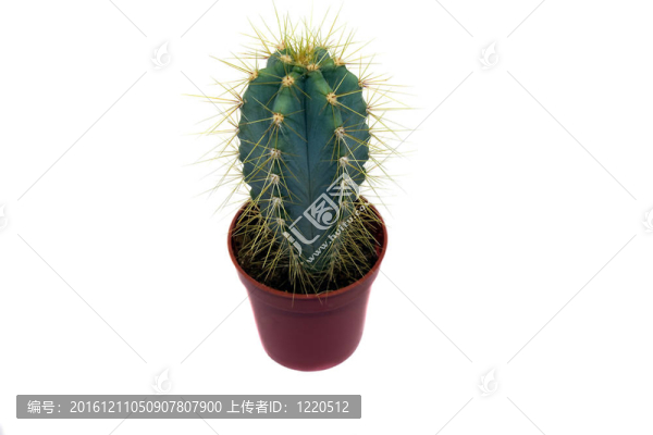 小仙人掌