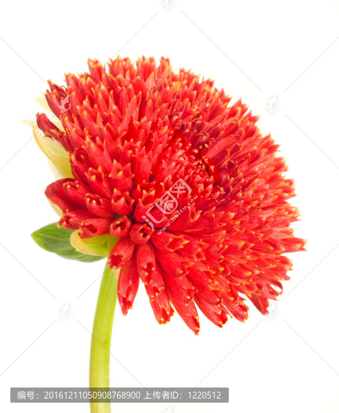 美麗的紅色大麗花花芽