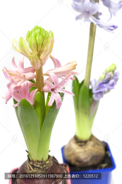 花盆里的風(fēng)信子