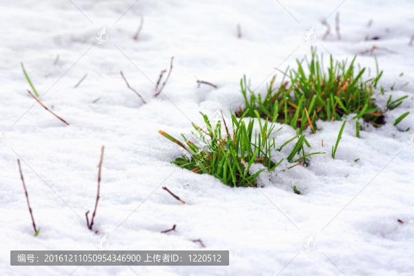被雪覆蓋的青草