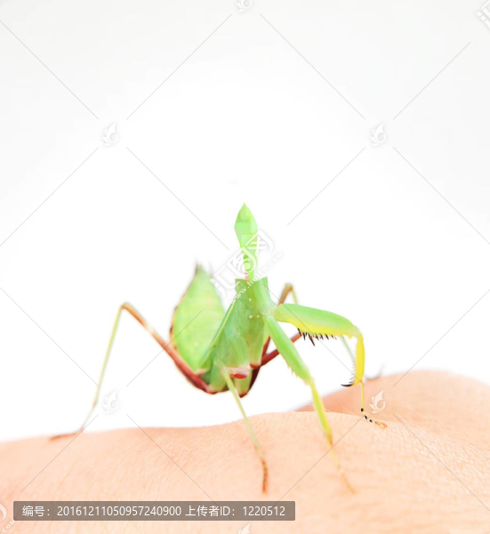 簡單抽象的動物手