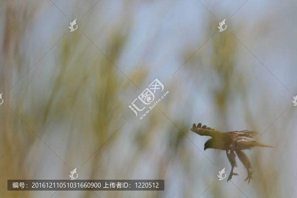 鷹