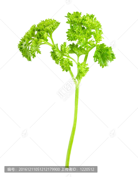 歐芹分離枝