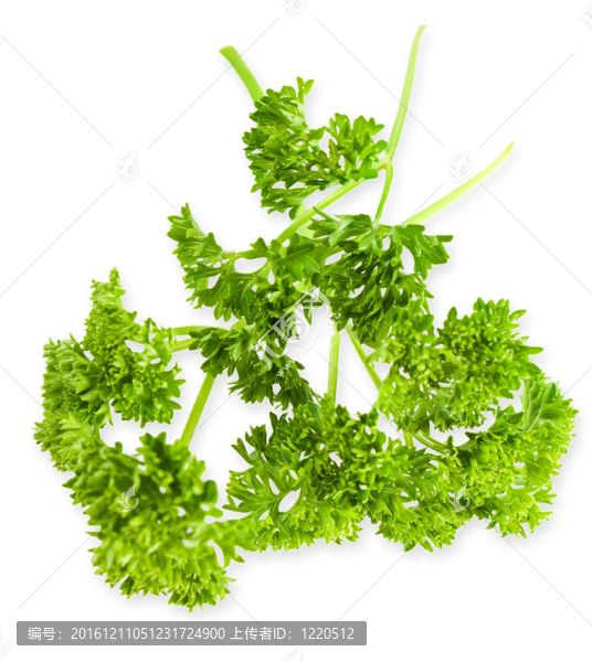 香菜分離