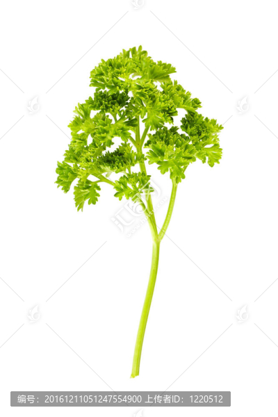 歐芹的分離枝
