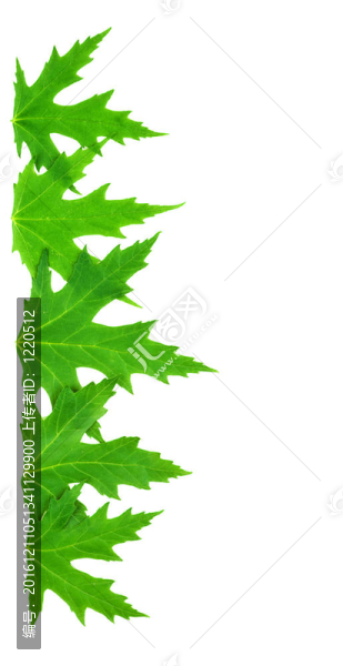 框架分離mappletree綠葉