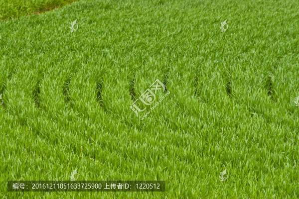 收獲期生長