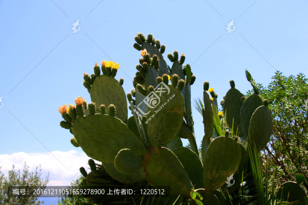 黃仙人掌花