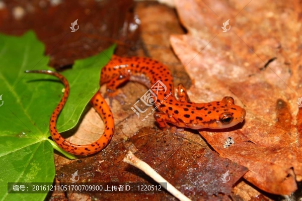 Cave,Salamander（Eurycea,Lucifuga）