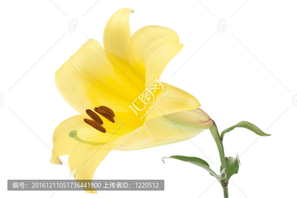 莉莉