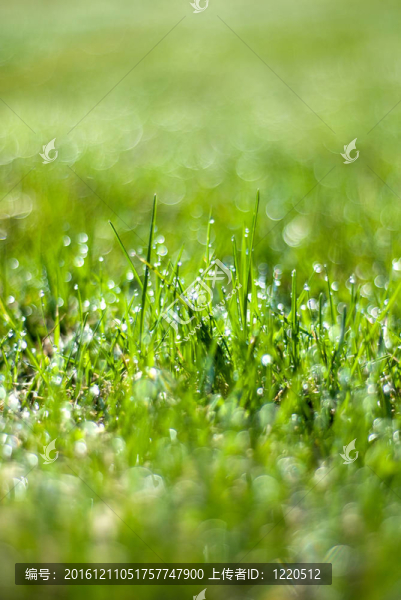 綠色；濕草的背景虛化效果和raind滴露水