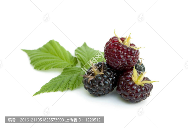 黑莓與白色背景的葉子