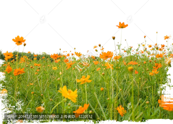 橙白色森林