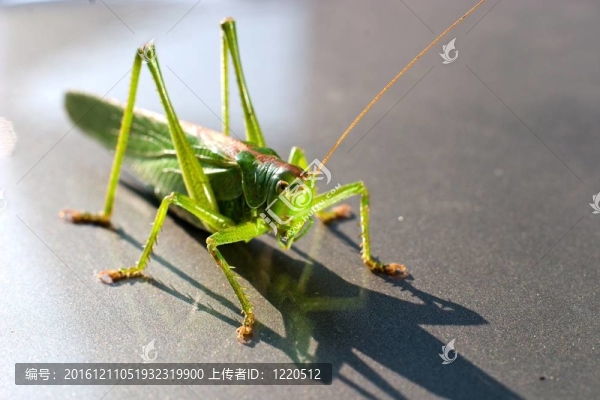 昆蟲