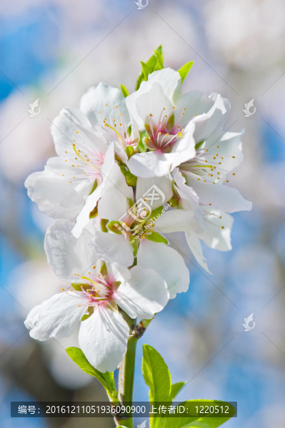 春天的花