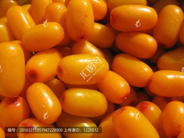 沙棘