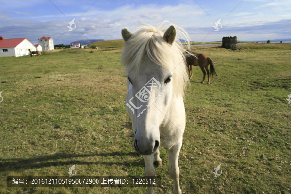 白色的冰島小馬