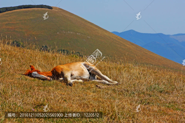 山上的馬