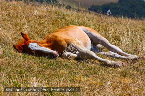 山上的馬