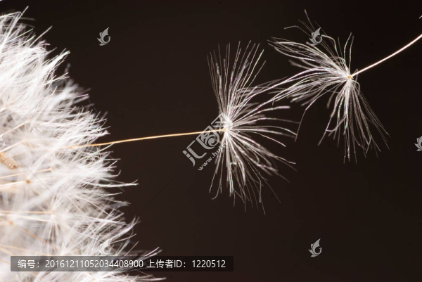 蒲公英的種子飛走了