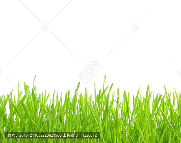 草-匯圖網(wǎng) www.fosd68.com 草