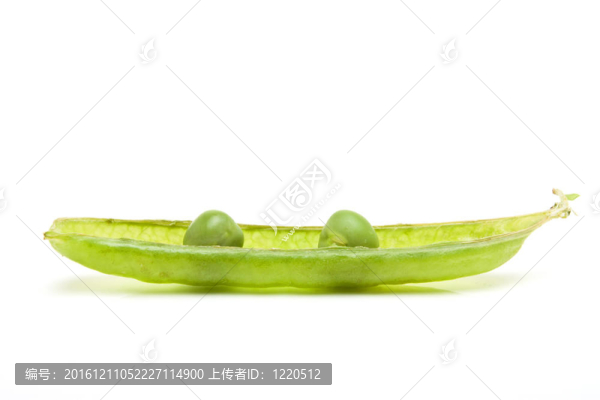 豆莢里的2顆豌豆