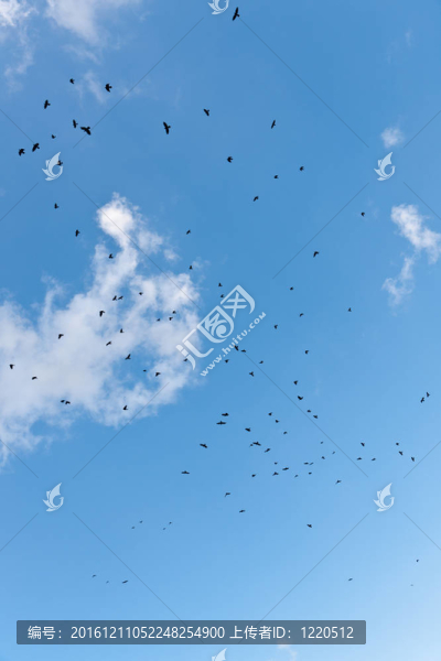 天空中的黑鳥(niǎo)