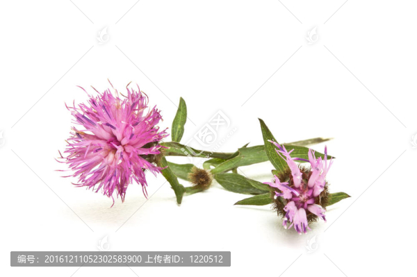 紫色的花