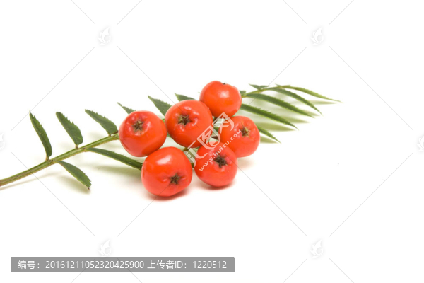 花楸漿果