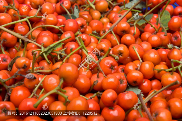 Rowan,berry的背景