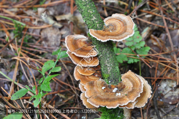 樹(shù)上的扁平蘑菇