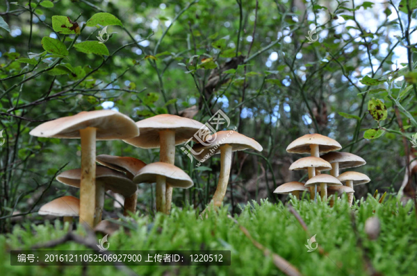 組的蘑菇