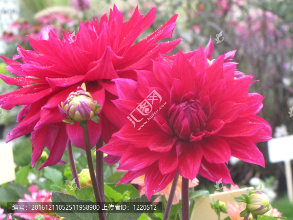 花
