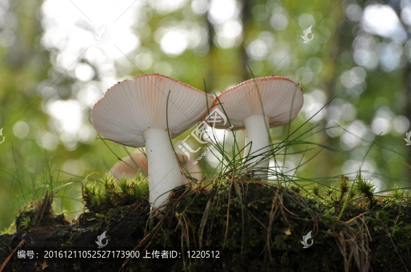 蘑菇下面