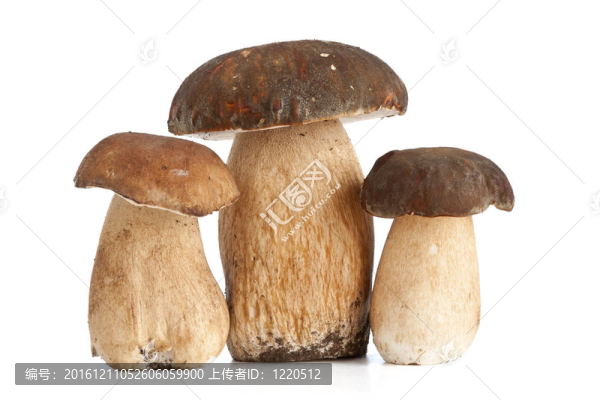 牛肝菌蘑菇
