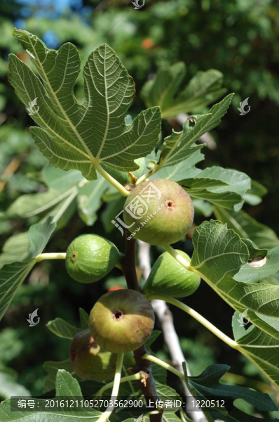 無花果樹的果實(shí)（Ficus,carica）